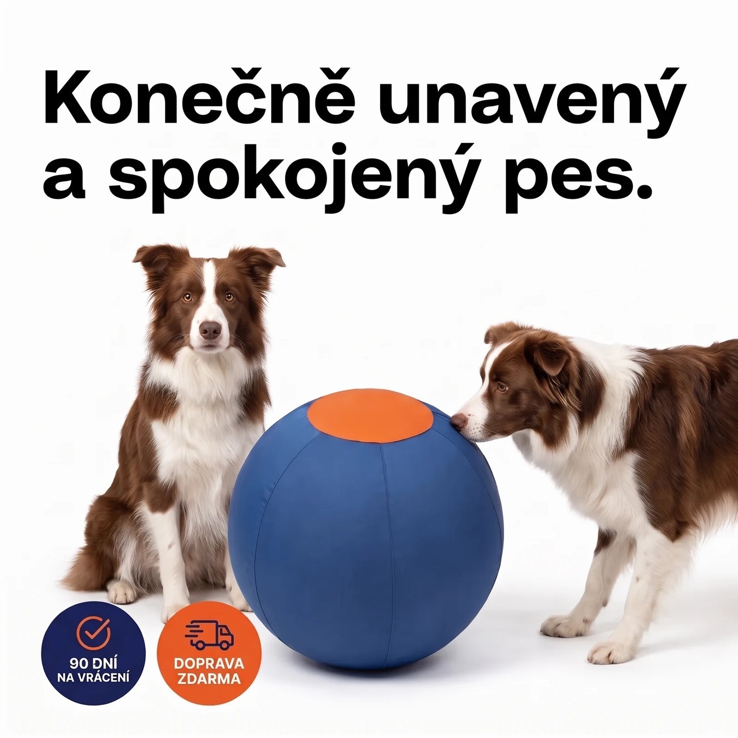 Konečně unavený a spokojený pes — dva border kolie a velký modrý honící míč, 90 dní na vrácení