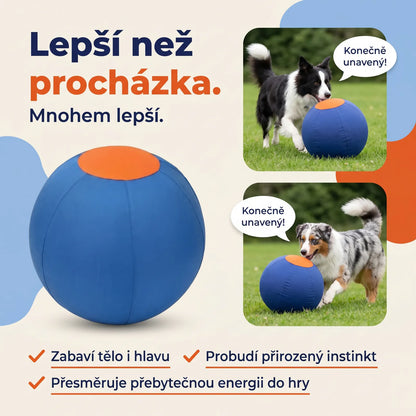 Lepší než procházka — pes žene modrý míč, zabaví tělo i hlavu